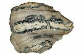 Mammoth Molar Slice With Case - South Carolina #335134-1